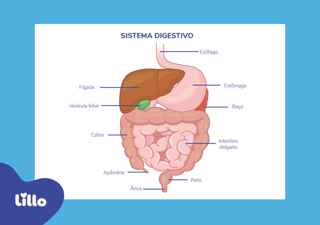 Sistema digestivo