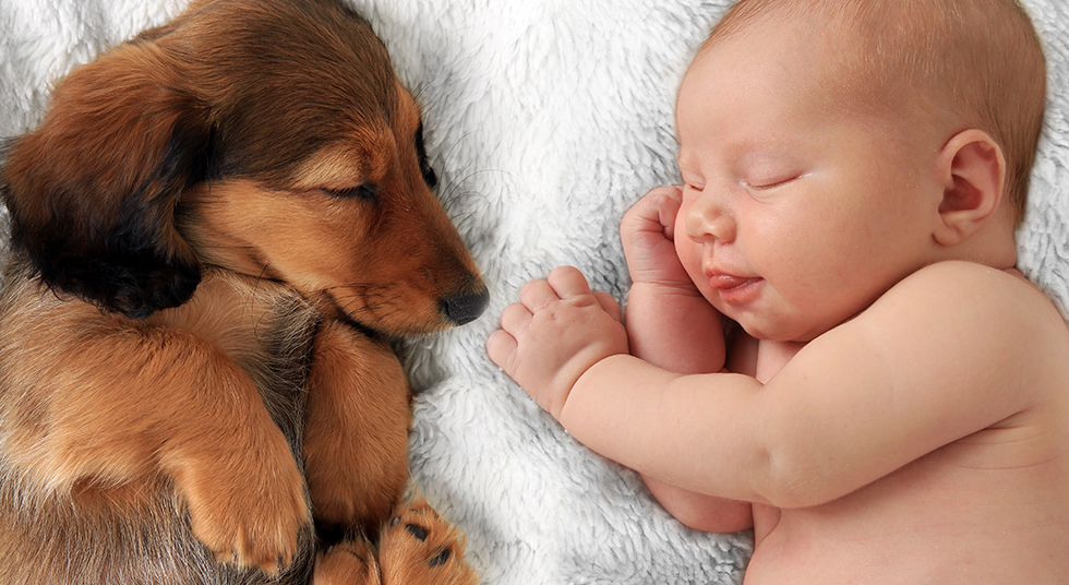 Bebês podem conviver com animais?